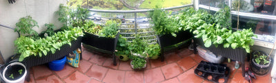 Balcony Vegetable Garden: an Illustrated Step-by-Step Guide